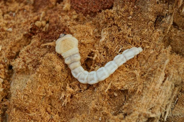 Een Grote Lange Witte Larve Ligt Bruin Hout Het Bos — Stockfoto