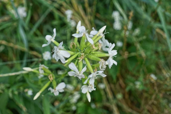 夏の公園の緑の茎に白い小さな野生の花がたくさん咲いています — ストック写真