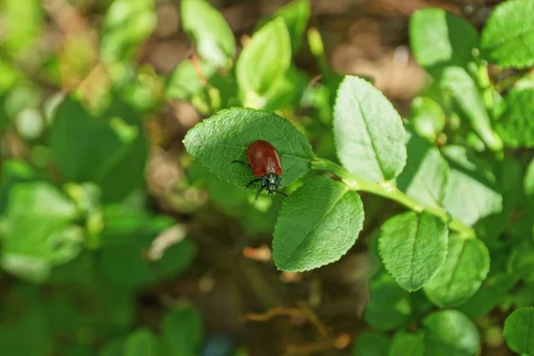 Ein Roter Käfer Sitzt Auf Einem Kleinen Grünen Blatt Einer — Stockfoto