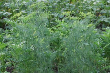 Yaz bahçesinde sarı çiçekli dereotlarından yeşil çalılar