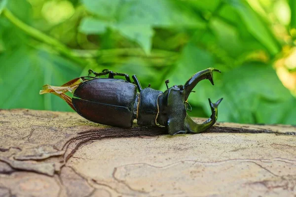 一只黑色的大甲虫栖息在树皮上 背靠着自然界的绿色植被 — 图库照片