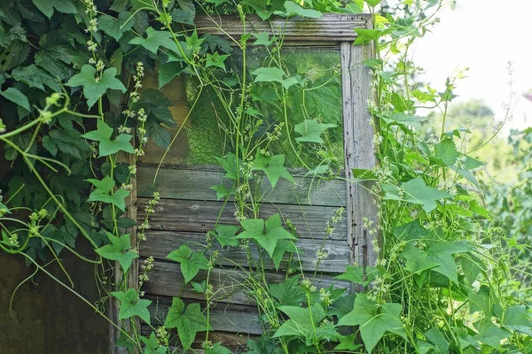 緑の植生が生い茂る古い灰色の木製のドア — ストック写真