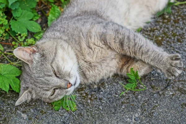 Grande Gato Cinza Encontra Dorme Asfalto Estrada Entre Vegetação Verde — Fotografia de Stock