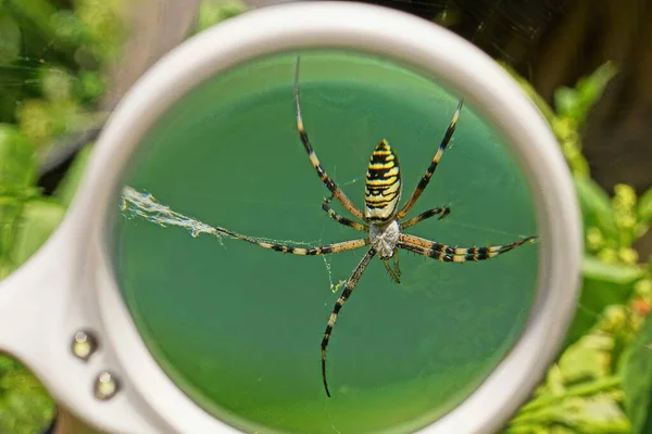 Lupa Blanca Mano Magnifica Una Gran Araña Rayas Amarillas Una —  Fotos de Stock