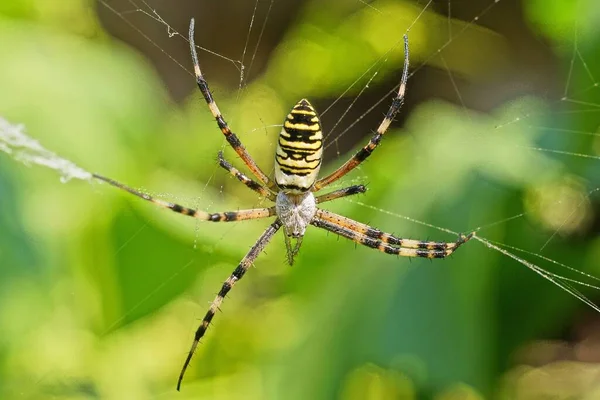 Una Gran Araña Argiope Rayada Amarilla Sobre Una Tela Blanca —  Fotos de Stock