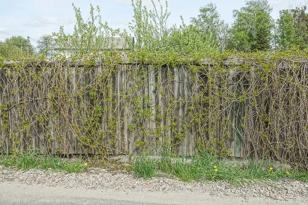 Grauer Holzzaun Mit Grünen Pflanzen Mit Blättern Auf Der Straße — Stockfoto