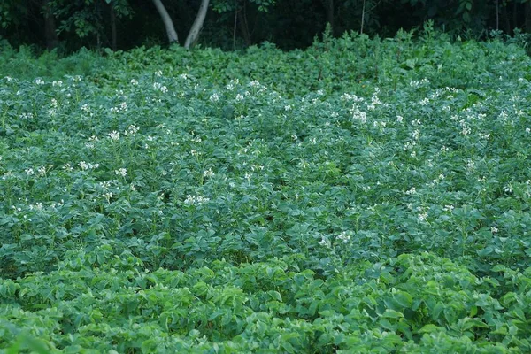 Muchos Arbustos Verdes Patatas Con Flores Blancas Jardín Verano —  Fotos de Stock