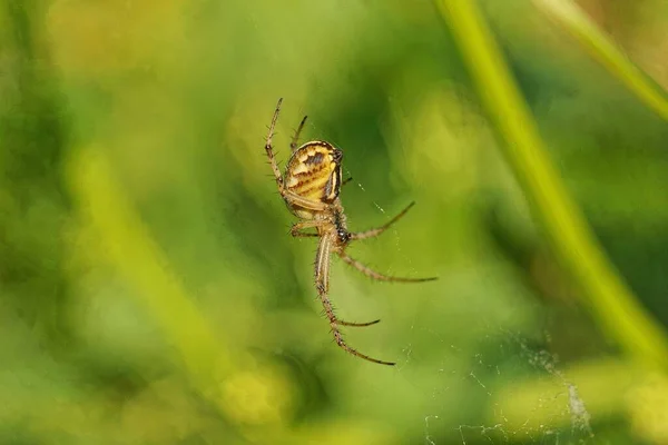 Una Araña Grande Una Tela Sobre Fondo Verde Naturaleza —  Fotos de Stock