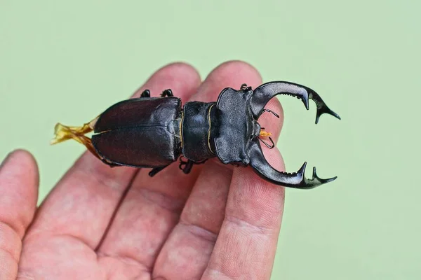 Gran Escarabajo Ciervo Negro Encuentra Los Dedos Una Mano Sobre — Foto de Stock
