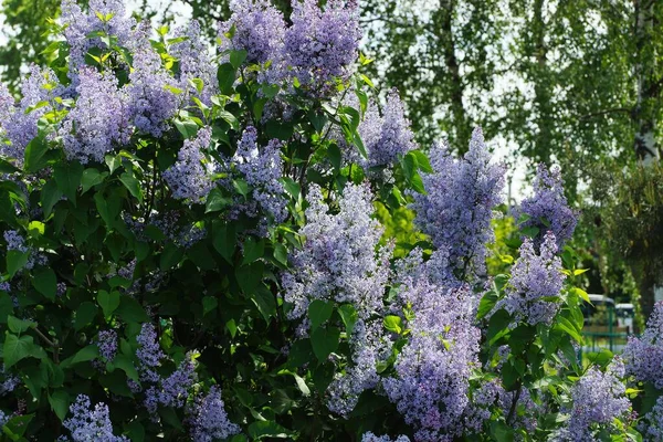 Många Små Blå Blommor Syren Gren Med Gröna Blad Trädgården — Stockfoto