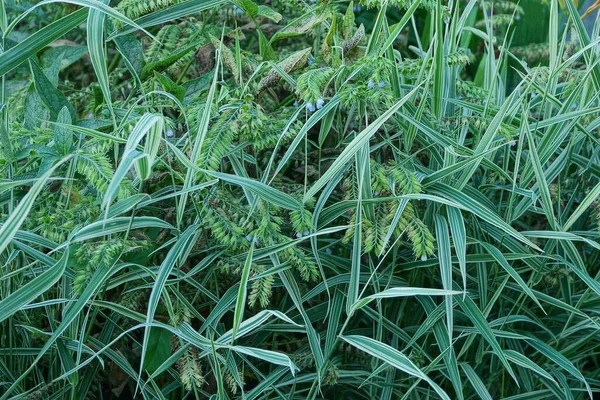 Grön Naturlig Konsistens Långa Blad Anläggningen Gatan — Stockfoto