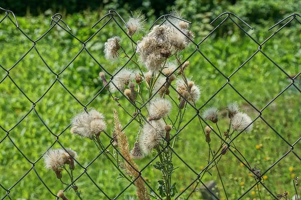 Zielony Krzak Dzikiej Rośliny Łopianu Suchymi Szarymi Pączkami Puszce Metalowej — Zdjęcie stockowe