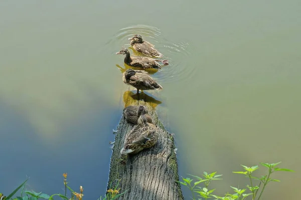 Patos Selvagens Marrons Sentar Tronco Árvore Cinza Água Verde Lago — Fotografia de Stock