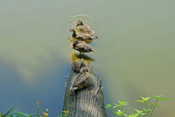 Patos Salvajes Marrones Sientan Tronco Árbol Gris Agua Verde Del — Foto de Stock