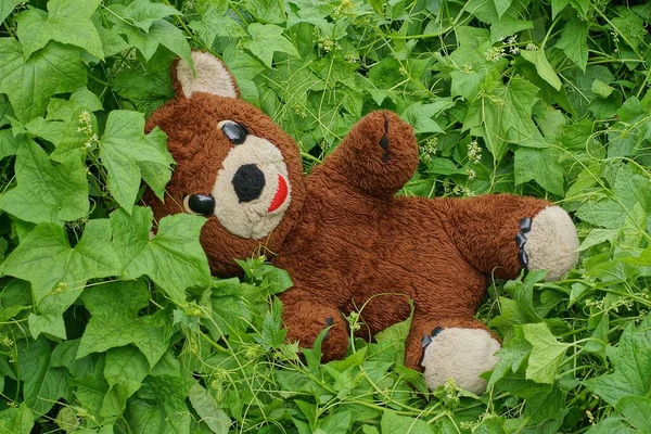 Een Grote Bruine Pluche Speelgoedbeer Ligt Groene Vegetatie Met Bladeren — Stockfoto