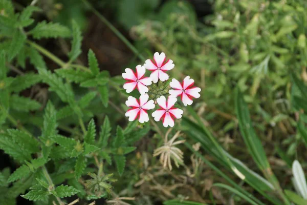 Many Small Red White Wild Flowers Green Stalk Nature Summer — Stock Photo, Image