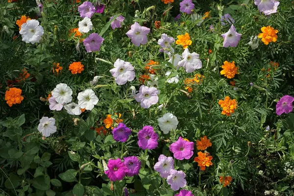 Bir Sürü Parlak Renkli Çiçek Yaz Bahçesinde Bir Çiçek Tarhında — Stok fotoğraf