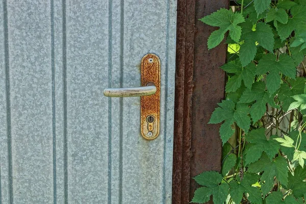 Rostig Järn Dörrknopp Grå Metalldörr Nära Ett Staket Gröna Blad — Stockfoto