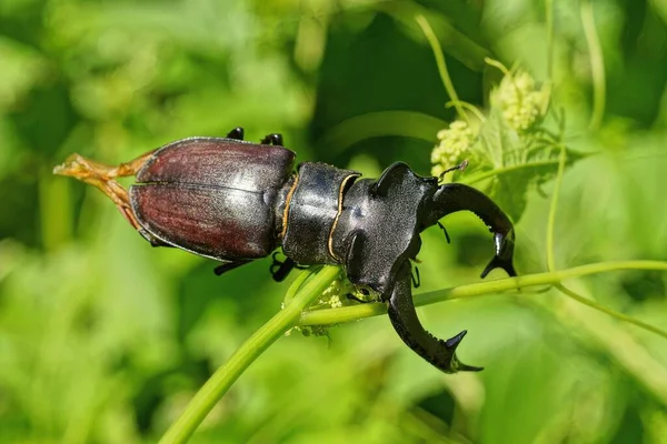 Grande Coleottero Nero Marrone Cervo Gambo Verde Una Pianta Natura — Foto Stock