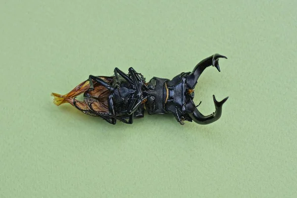 Escarabajo Negro Marrón Muerto Seco Ciervo Encuentra Una Mesa Verde — Foto de Stock