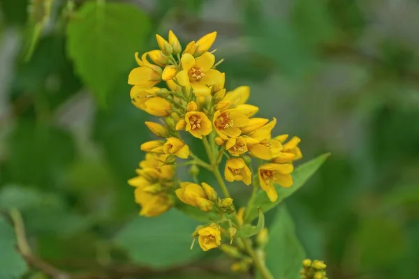 Amarillo Muchos Brotes Pequeños Flores Silvestres Tallo Verde Con Hojas — Foto de Stock