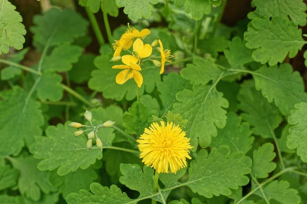 Gula Vilda Blommor Celandine Och Maskros Grön Vegetation Naturen — Stockfoto