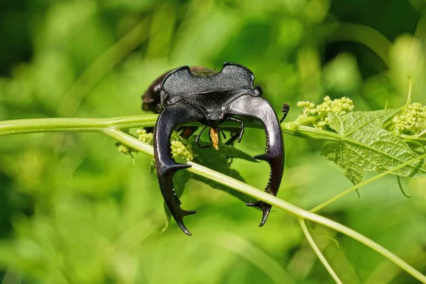 Egy Nagy Fekete Bogár Szarvas Egy Zöld Szárú Növény Természetben — Stock Fotó