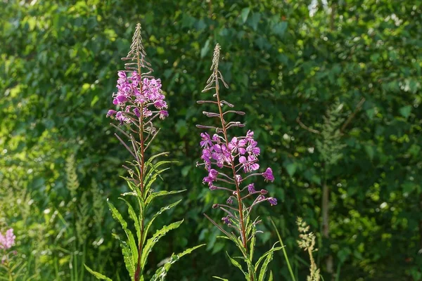 夏の森の中に小さな赤い花を持つ2つの長い野生の緑の植物 — ストック写真