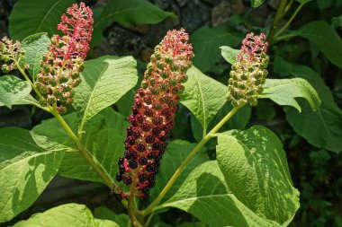 Uzun dekoratif lakonos bitkileri siyah küçük böğürtlenler ve yaz bahçesinde büyük yeşil yapraklı çiçekler.