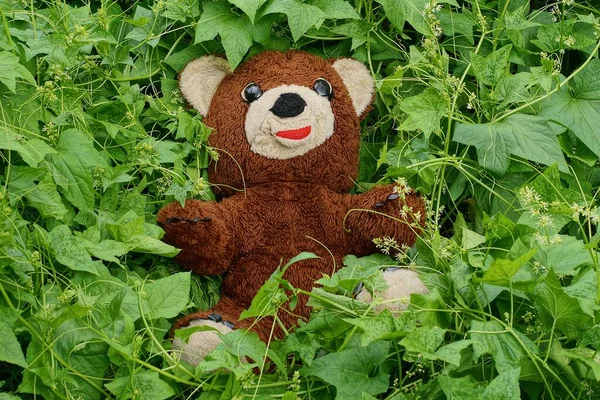 one big brown plush toy bear lies in green vegetation with leaves in a summer garden