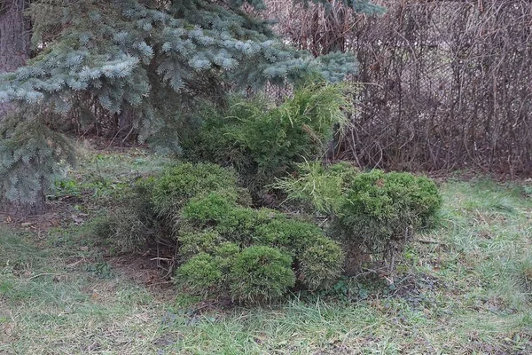 Jeden Mały Iglasty Krzew Ozdobny Zielonej Trawie Przyrodzie — Zdjęcie stockowe