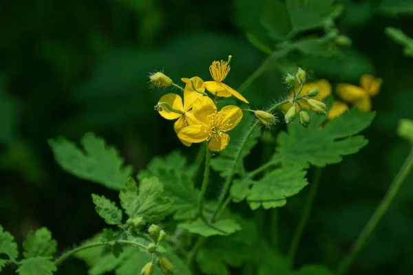 Pequenas Flores Amarelas Celandine Fábrica Selvagem Tronco Verde Com Folhas — Fotografia de Stock