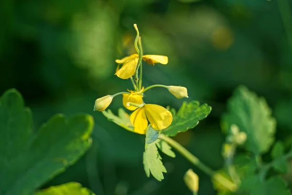 Uma Pequena Flor Amarela Selvagem Celandine Talo Verde Com Folhas — Fotografia de Stock