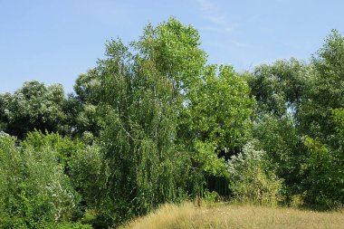 Yeşil yaprak döken ağaçlardan oluşan bir yaz parkının bir parçası ve mavi gökyüzü arka planında kuru gri çimenler.