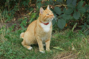 Kırmızı yakalı küçük bir kızıl kedi yeşil çimlerde ve bitkilerde oturuyor.