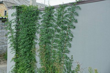 Sokakta yeşil bitki örtüsüyle kaplanmış gri beton duvar çitleri.