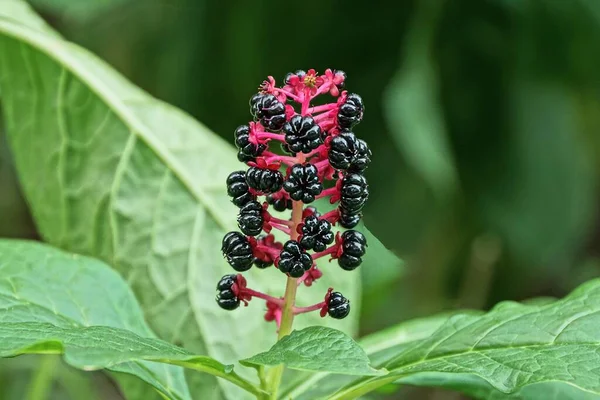 兰科植物装饰茎 有黑色小浆果和夏季花园中绿叶大的花朵 — 图库照片