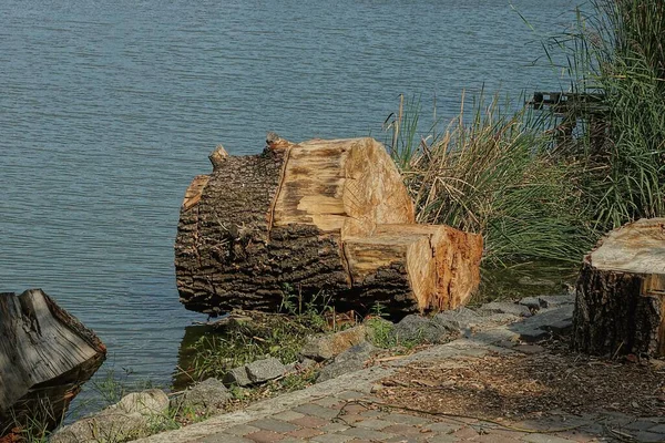 Grand Tronc Brun Peuplier Trouve Dans Eau Lac — Photo