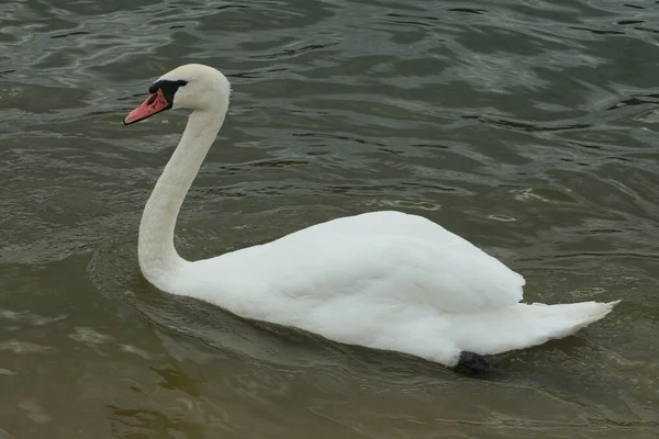 Один Большой Белый Птичий Лебедь Плавает Серой Воде Озера — стоковое фото