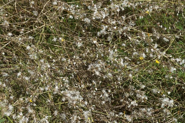 Натуральная Растительная Текстура Сухой Зеленой Травы Белым Пухом Поле — стоковое фото