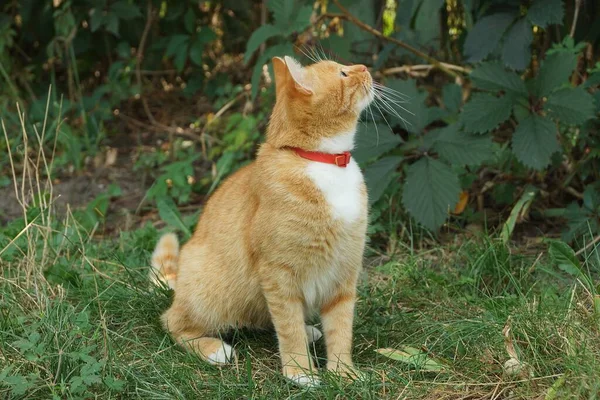 一只生姜猫坐在绿草中 抬头望着街上 — 图库照片