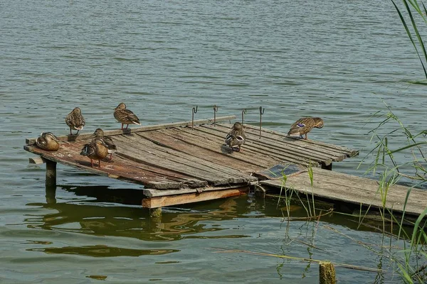 One Gray Wooden Footbridge Brown Wild Ducks Water Lake Shore — Stock Photo, Image