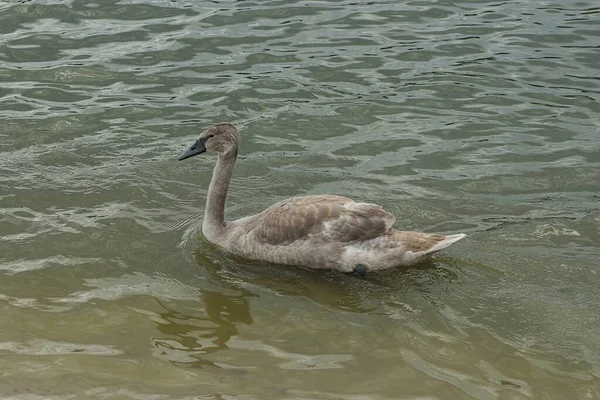 Одна Серая Птица Лебедь Плавает Воде Озера — стоковое фото