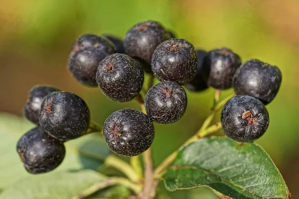 Viele Schwarze Reife Apfelbeeren Auf Einem Dünnen Zweig Mit Grünen — Stockfoto