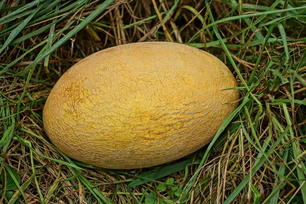 Melone Giallo Trova Nella Vegetazione Verde Erba Natura — Foto Stock