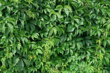 Küçük yaprakların yeşil doğal dokusu ve sokaktaki bitki dalları