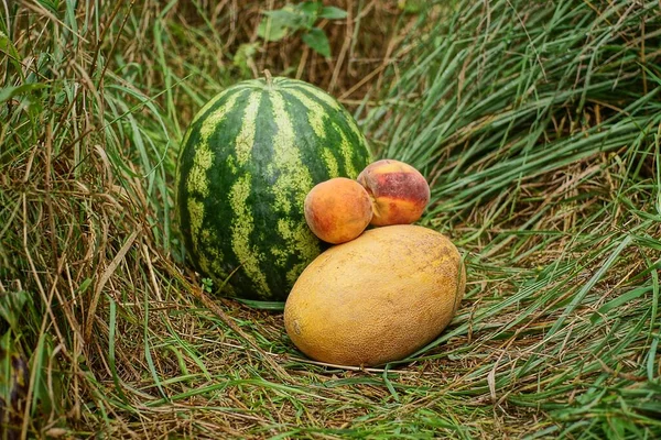 fresh fruits in a heap of green striped watermelon yellow melon and two peaches in the grass in nature