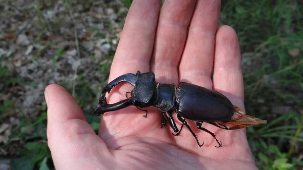 Een Groot Insect Zwart Bruin Kever Hert Zittend Vingers Hand — Stockfoto