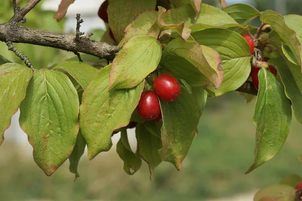 Två Röda Bär Hundträ Grenar Med Gröna Blad Naturen — Stockfoto