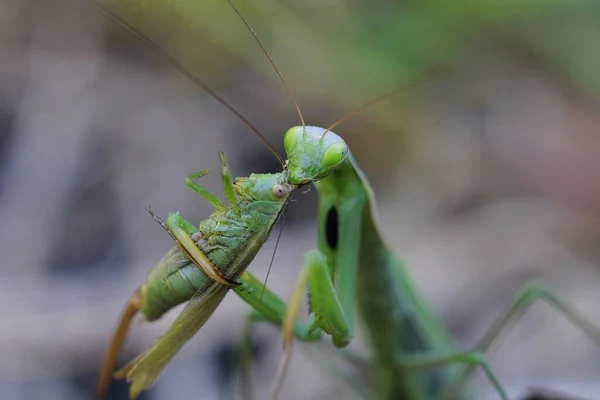 Gran Insecto Verde Mantis Religiosa Sostiene Saltamontes Come Cabeza Naturaleza — Foto de Stock